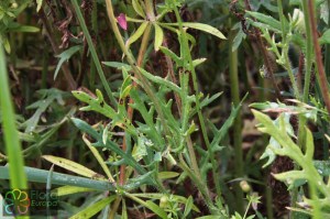 Papaver dubium (2).jpg_product